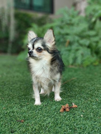 Male พ่อพันธุ์เรย์แบน Ray-Ban