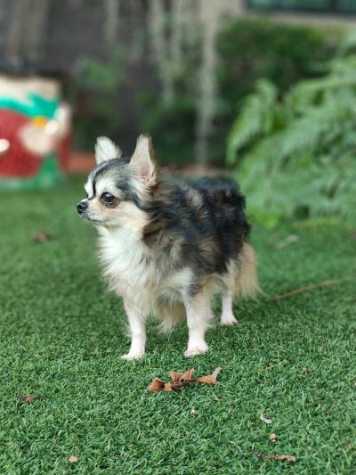 Male พ่อพันธุ์เรย์แบน Ray-Ban