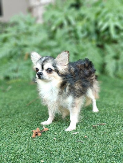 Male พ่อพันธุ์เรย์แบน Ray-Ban