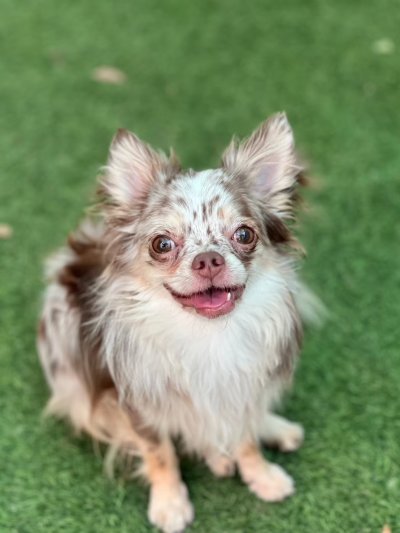 Male พ่อพันธุ์ลุยจิ (Luigi)