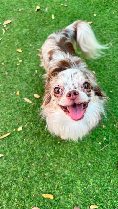 Male พ่อพันธุ์ลุยจิ (Luigi)