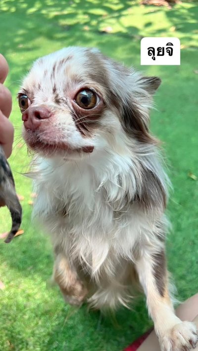 Male พ่อพันธุ์ลุยจิ (Luigi)