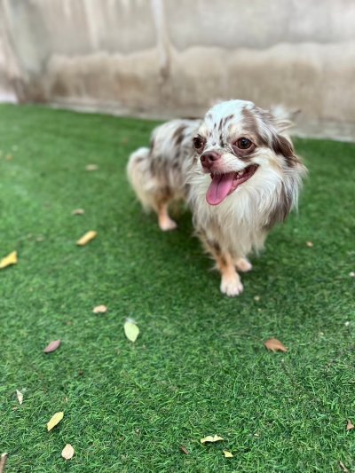 Male พ่อพันธุ์ลุยจิ (Luigi)