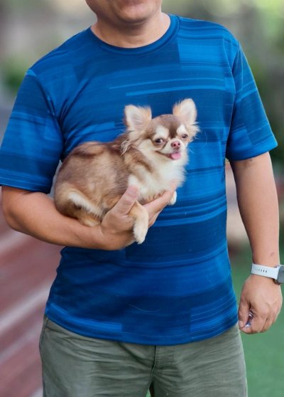 Male พ่อพันธุ์ โนอาร์ Noah