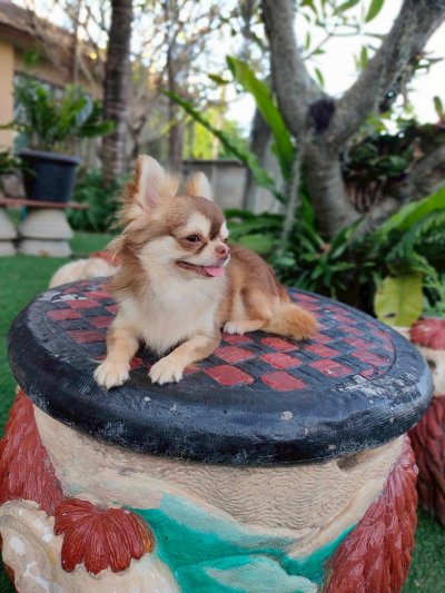 Male พ่อพันธุ์ โนอาร์ Noah