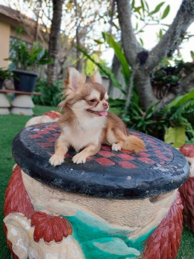 Male พ่อพันธุ์ โนอาร์ Noah