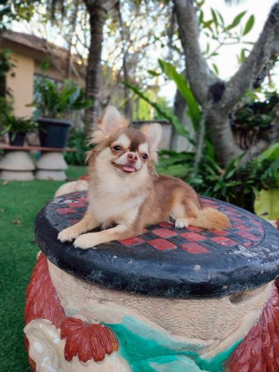 Male พ่อพันธุ์ โนอาร์ Noah