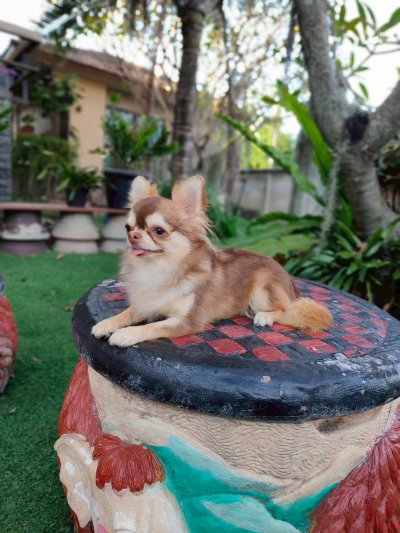 Male พ่อพันธุ์ โนอาร์ Noah