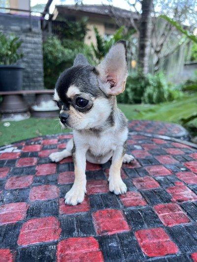 ผู้หญิง ขนสั้น น้องโคลอี้ (Chloe)