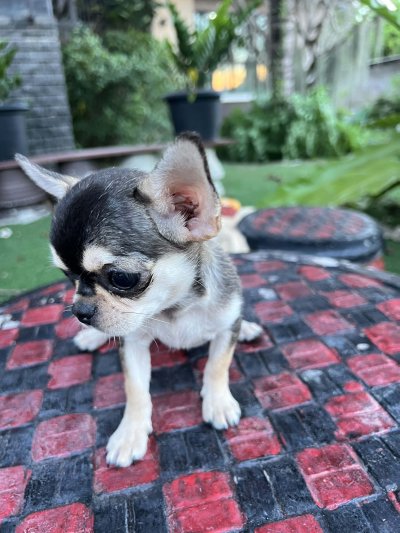 ผู้หญิง ขนสั้น น้องโคลอี้ (Chloe)