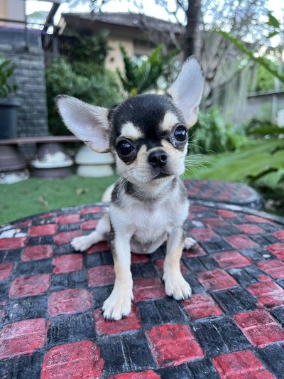 ผู้หญิง ขนสั้น น้องโคลอี้ (Chloe)