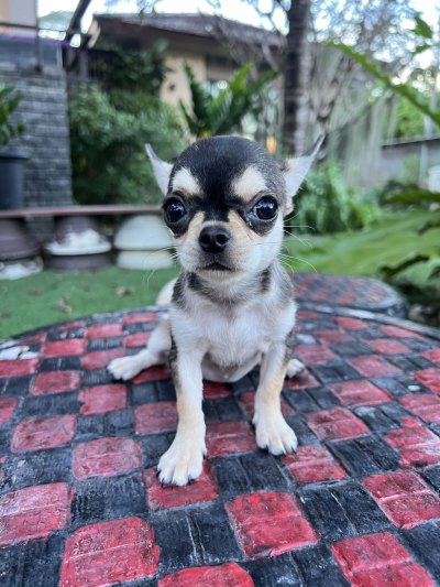 ผู้หญิง ขนสั้น น้องโคลอี้ (Chloe)