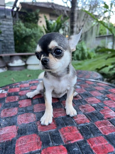 ผู้หญิง ขนสั้น น้องโคลอี้ (Chloe)