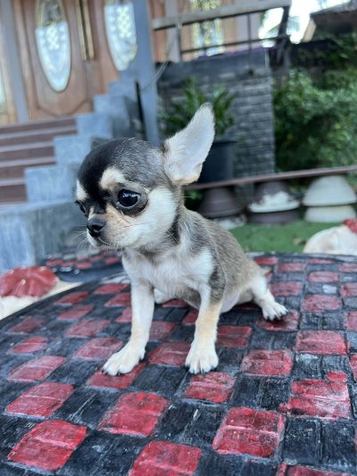 ผู้หญิง ขนสั้น น้องโคลอี้ (Chloe)