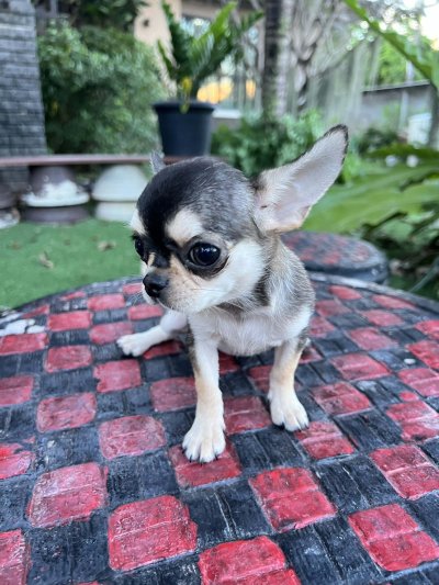 ผู้หญิง ขนสั้น น้องโคลอี้ (Chloe)