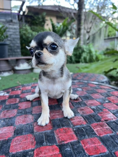 ผู้หญิง ขนสั้น น้องโคลอี้ (Chloe)