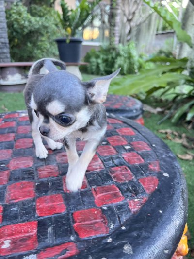 ผู้หญิง ขนสั้น น้อง มินนี่ (Minnie)