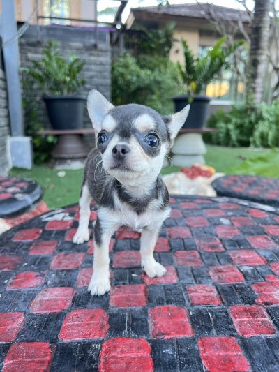 ผู้หญิง ขนสั้น น้อง มินนี่ (Minnie)