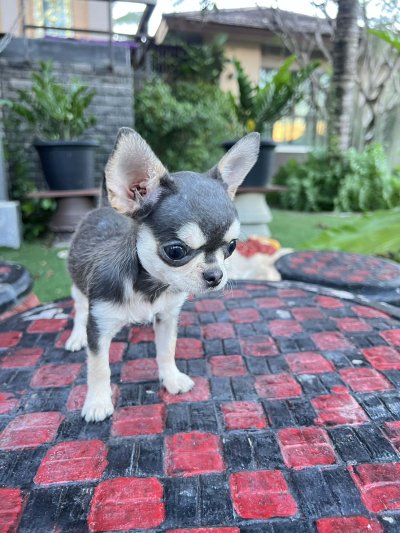 ผู้หญิง ขนสั้น น้อง มินนี่ (Minnie)