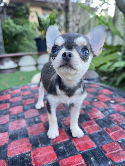 ผู้หญิง ขนสั้น น้อง มินนี่ (Minnie)