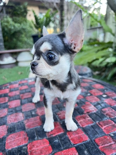 ผู้หญิง ขนสั้น น้อง มินนี่ (Minnie)