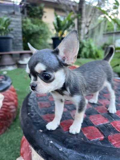 ผู้หญิง ขนสั้น น้อง มินนี่ (Minnie)