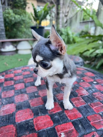 ผู้หญิง ขนสั้น น้อง มินนี่ (Minnie)