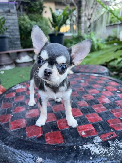 ผู้หญิง ขนสั้น น้อง มินนี่ (Minnie)