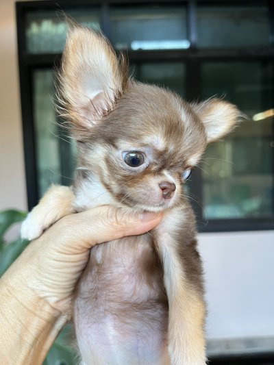 ผู้หญิงขนยาว น้อง​พอลล่า (Paula)