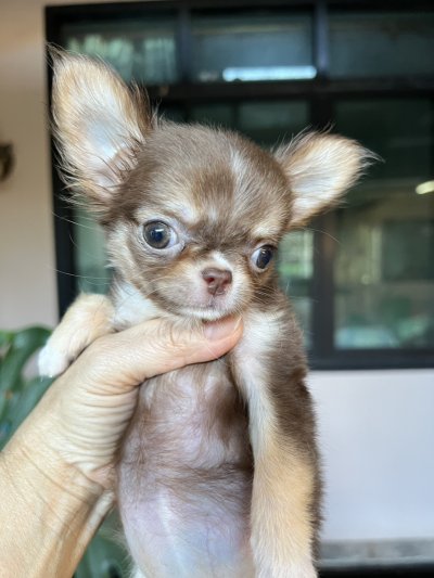 ผู้หญิงขนยาว น้อง​พอลล่า (Paula)