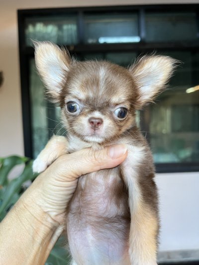 ผู้หญิงขนยาว น้อง​พอลล่า (Paula)