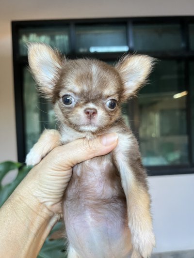 ผู้หญิงขนยาว น้อง​พอลล่า (Paula)