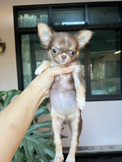 ผู้หญิงขนยาว น้อง​พอลล่า (Paula)