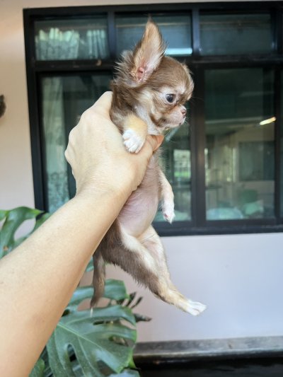 ผู้หญิงขนยาว น้อง​พอลล่า (Paula)