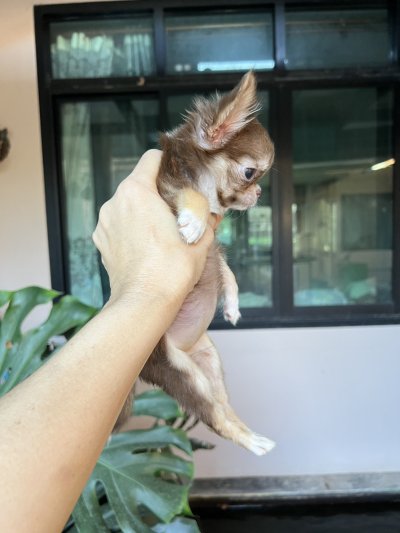 ผู้หญิงขนยาว น้อง​พอลล่า (Paula)