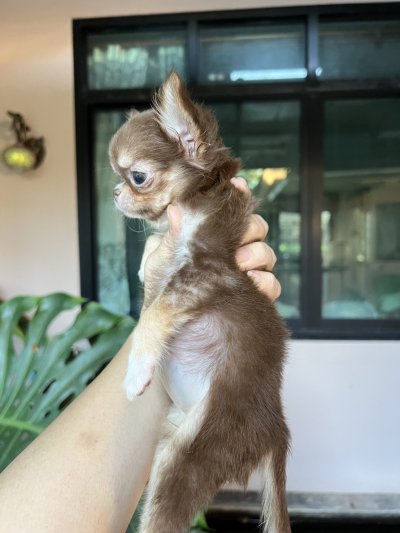 ผู้หญิงขนยาว น้อง​พอลล่า (Paula)