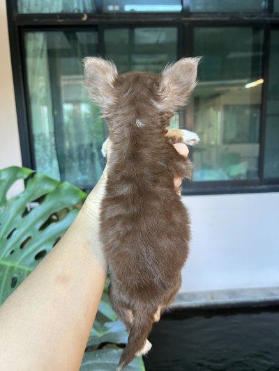 ผู้หญิงขนยาว น้อง​พอลล่า (Paula)