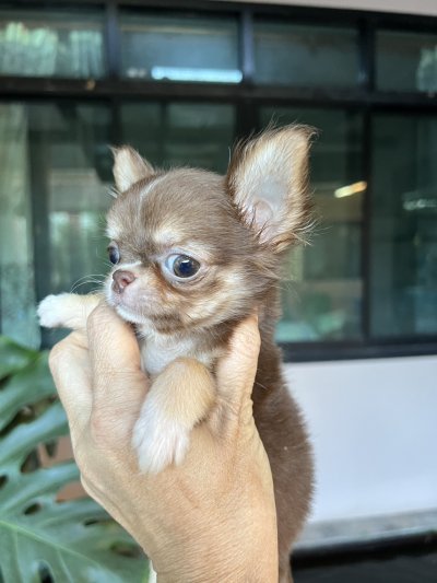 ผู้หญิงขนยาว น้อง​พอลล่า (Paula)