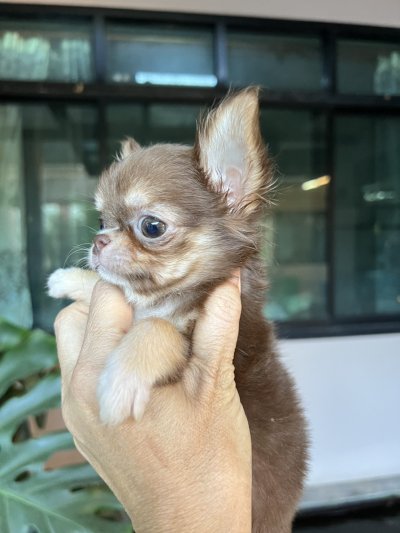 ผู้หญิงขนยาว น้อง​พอลล่า (Paula)