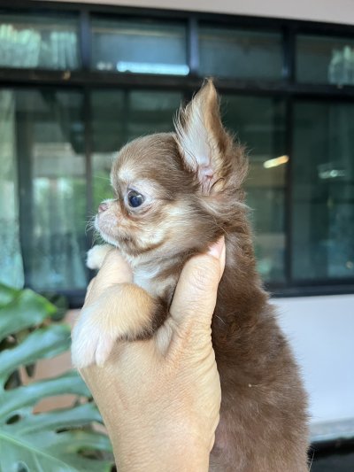 ผู้หญิงขนยาว น้อง​พอลล่า (Paula)