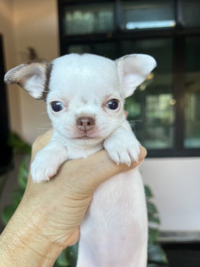 ผู้หญิง ขนสั้น น้องครีม (Cream)