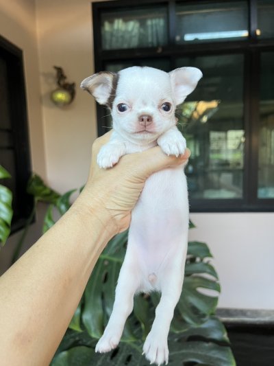 ผู้หญิง ขนสั้น น้องครีม (Cream)