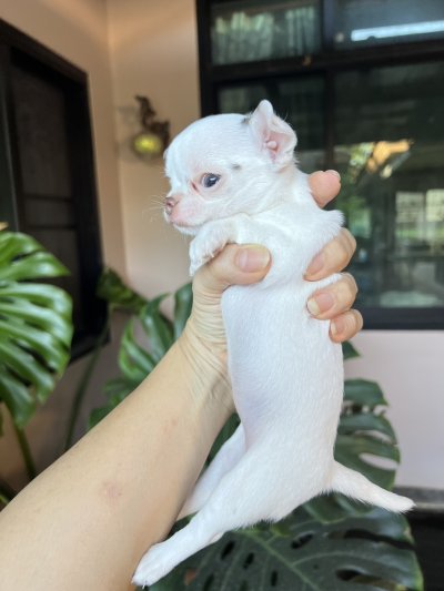 ผู้หญิง ขนสั้น น้องครีม (Cream)