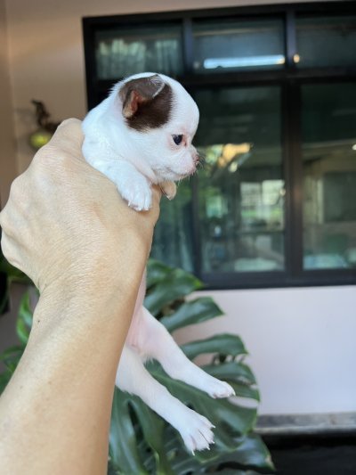 ผู้หญิง ขนสั้น น้องครีม (Cream)