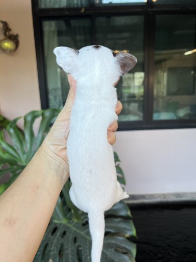 ผู้หญิง ขนสั้น น้องครีม (Cream)