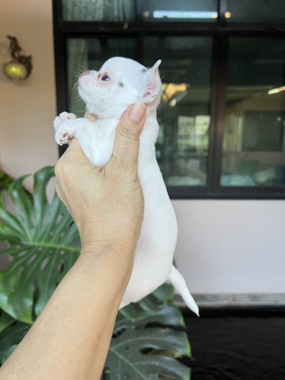 ผู้หญิง ขนสั้น น้องครีม (Cream)