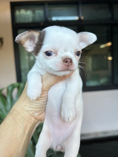 ผู้หญิง ขนสั้น น้องครีม (Cream)