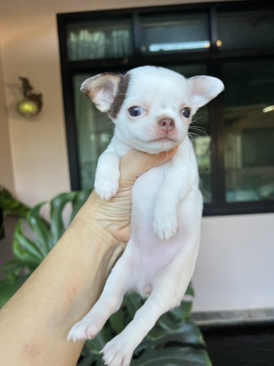 ผู้หญิง ขนสั้น น้องครีม (Cream)