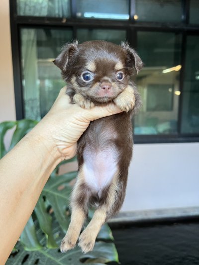 ผู้หญิงขนยาว น้องมอคค่า(Mocha)