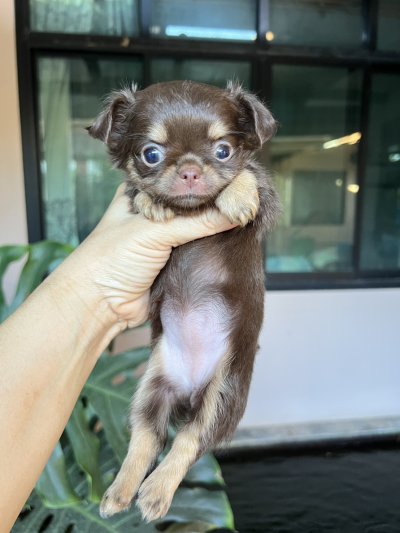 ผู้หญิงขนยาว น้องมอคค่า(Mocha)